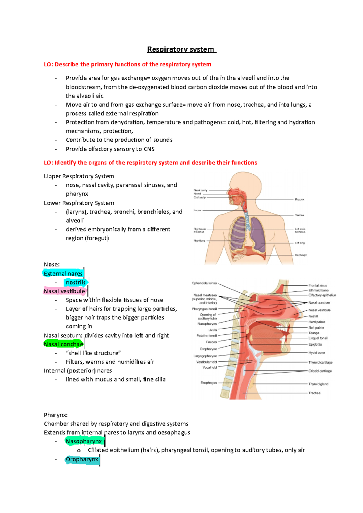 Respiratory System - Essentials Of Human Anatomy & Physiology 