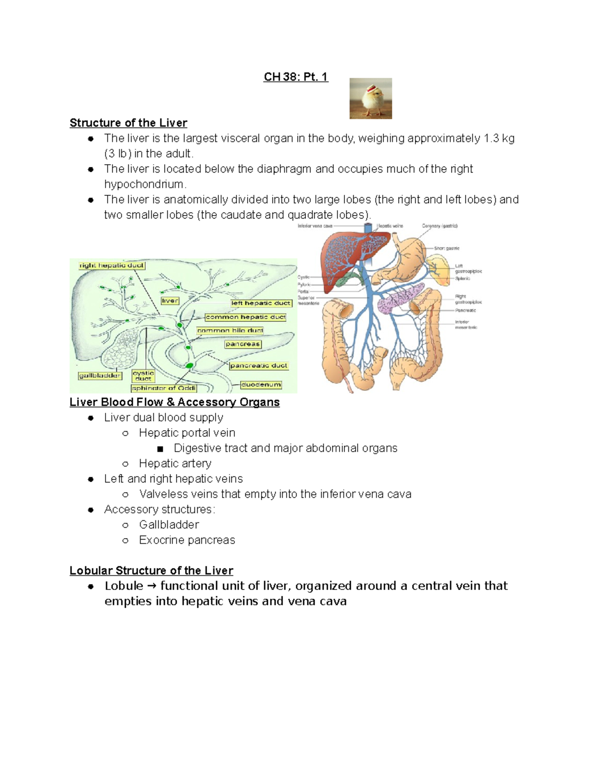 CH 38 Pt 1 - Chapter 38 Lecture notes; part 1 - CH 38: Pt. 1 Structure ...