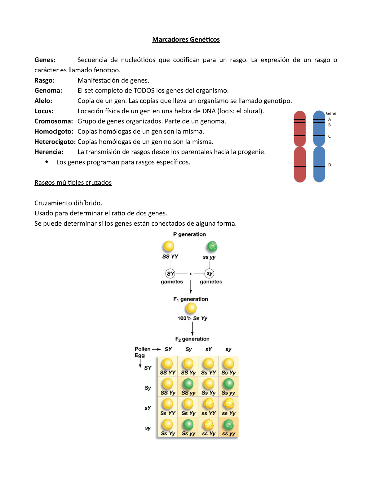 Marcadores Genéticos - Marcadores Genes: Secuencia De Que Codifican ...