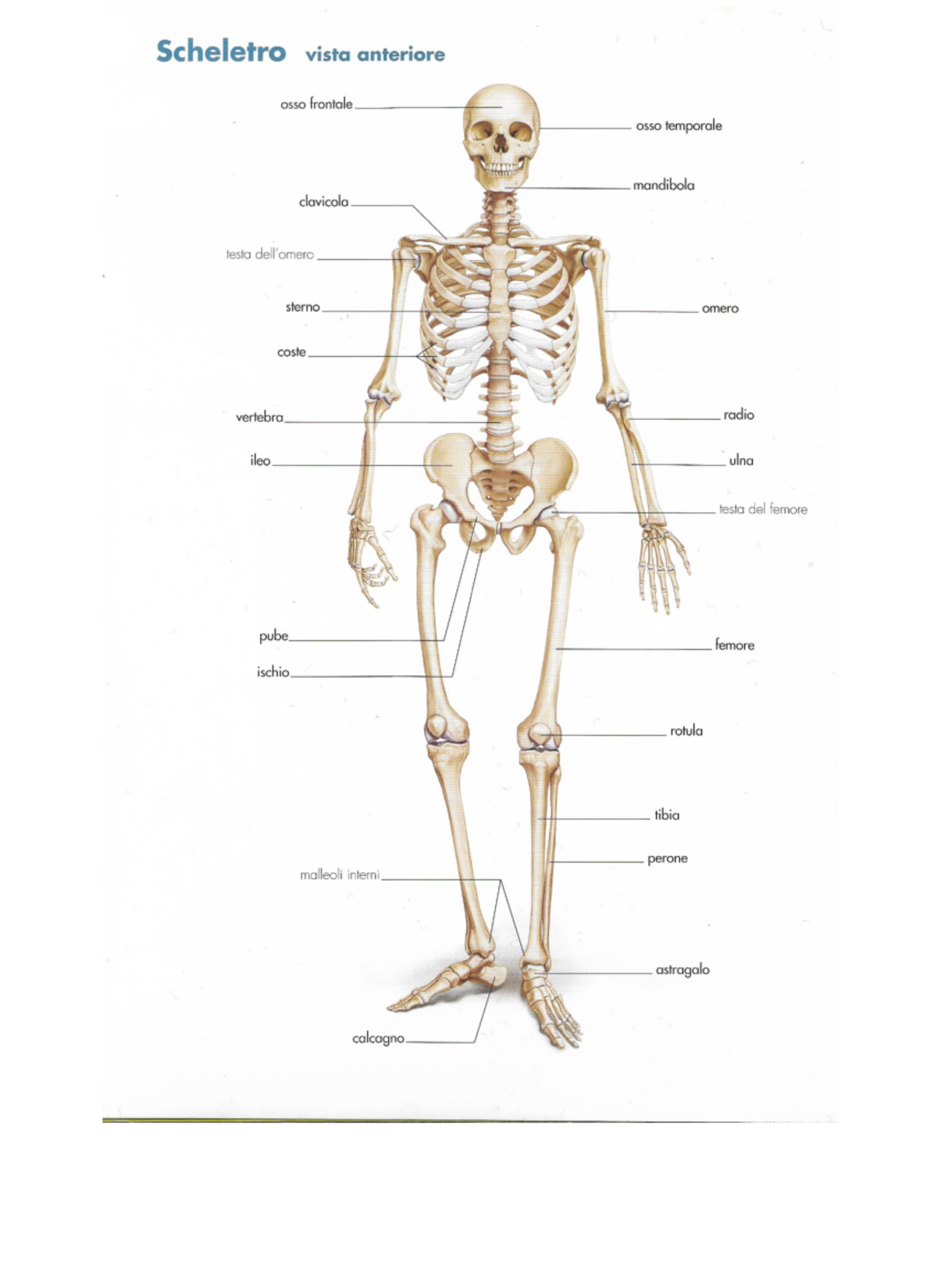 Il sistema scheletrico PDF - Best notes of English educational books ...