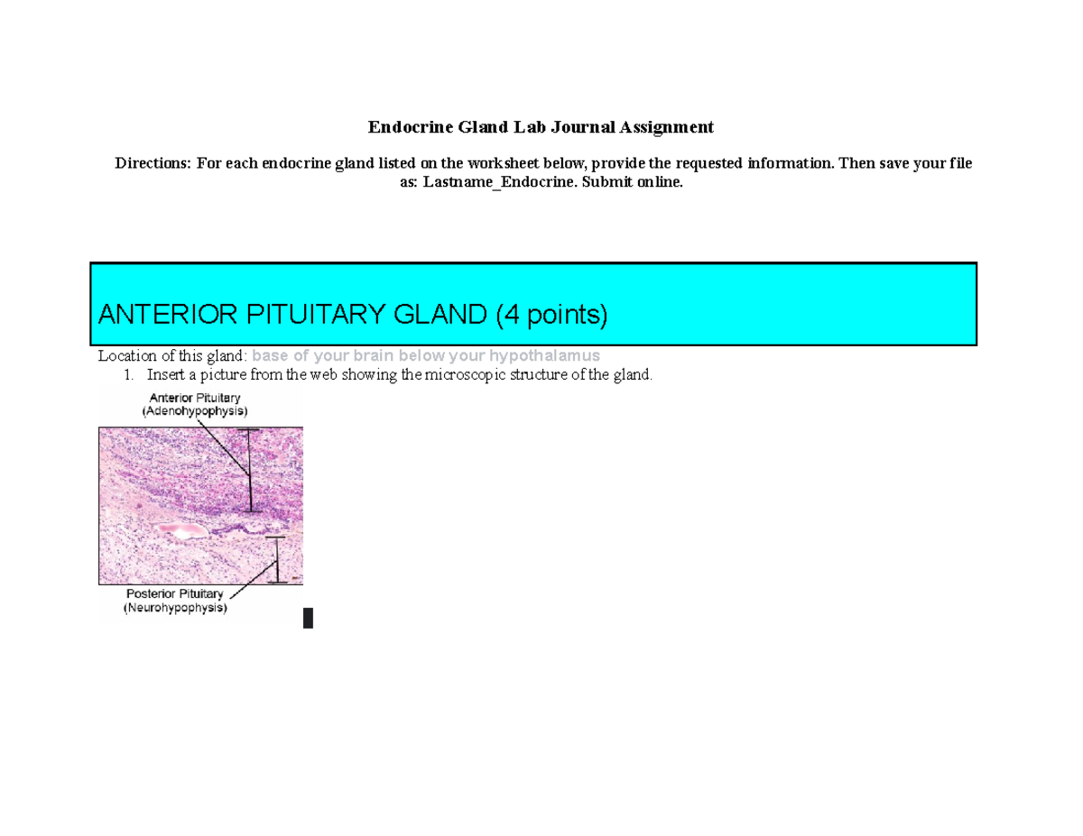 Patterson Endocrine dddddvx Endocrine Gland Lab Journal Assignment