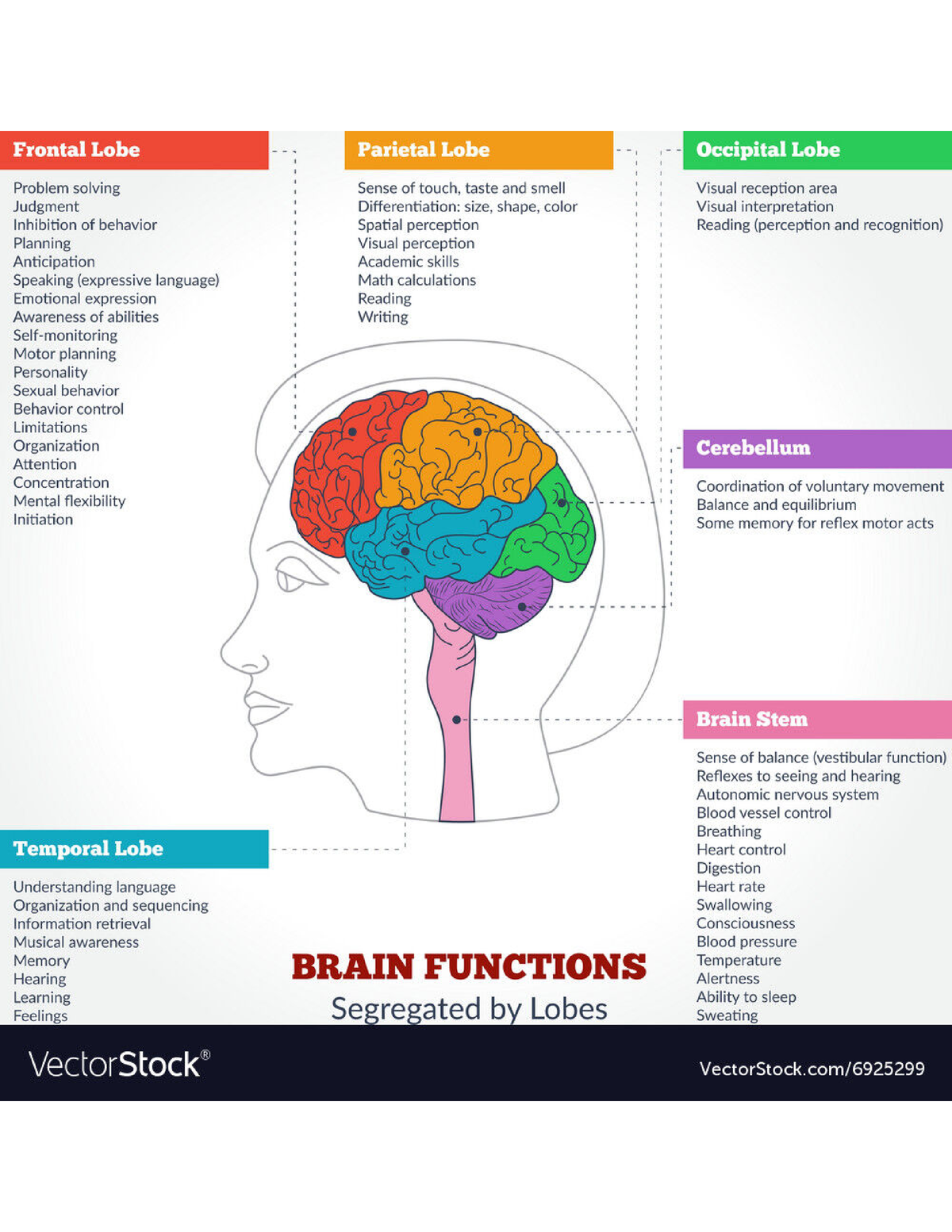 Human brain anatomy and functions vector 6925299 - Anatomy - Studocu