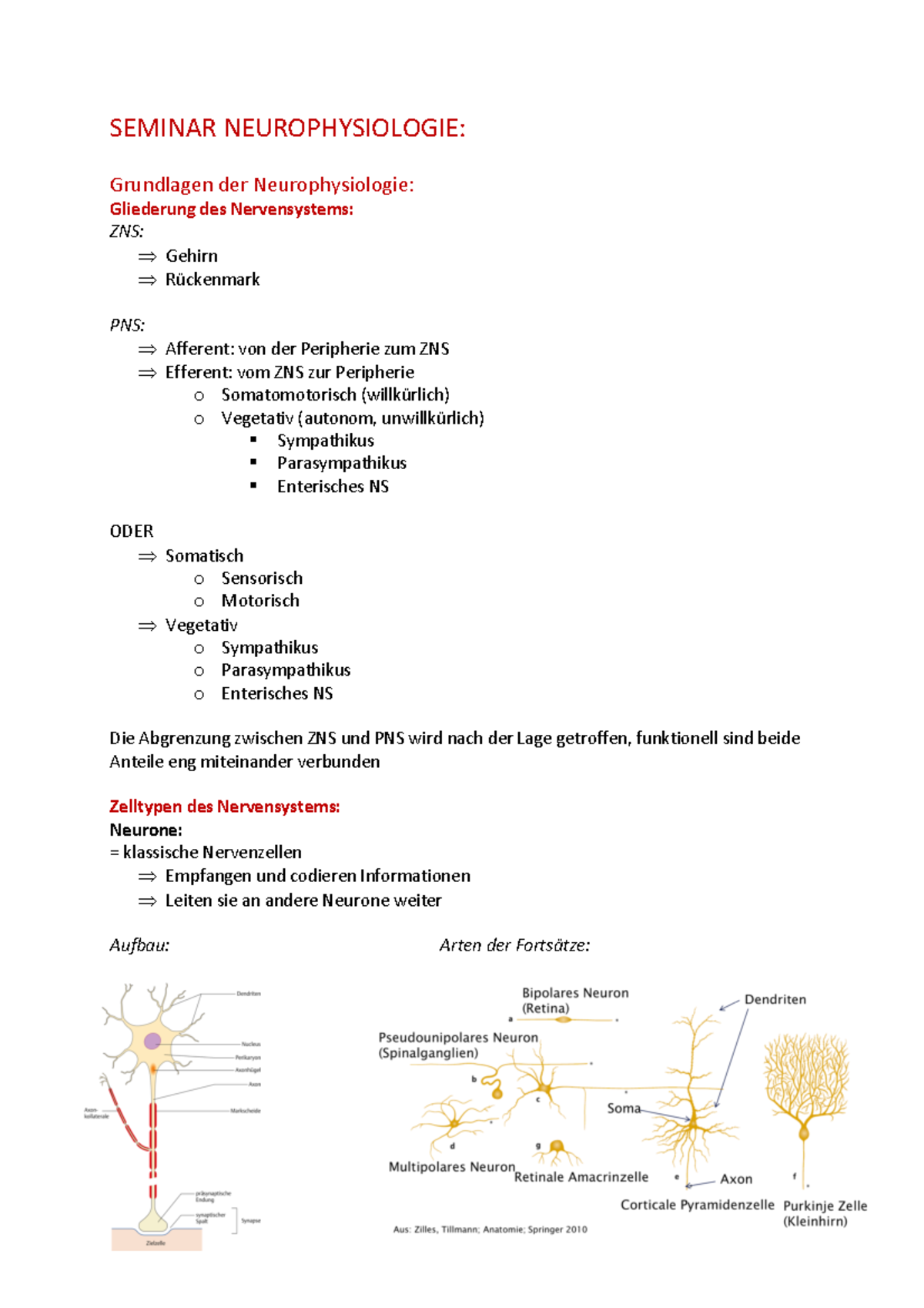 Seminar Neurophysiologie - SEMINAR NEUROPHYSIOLOGIE: Grundlagen Der ...