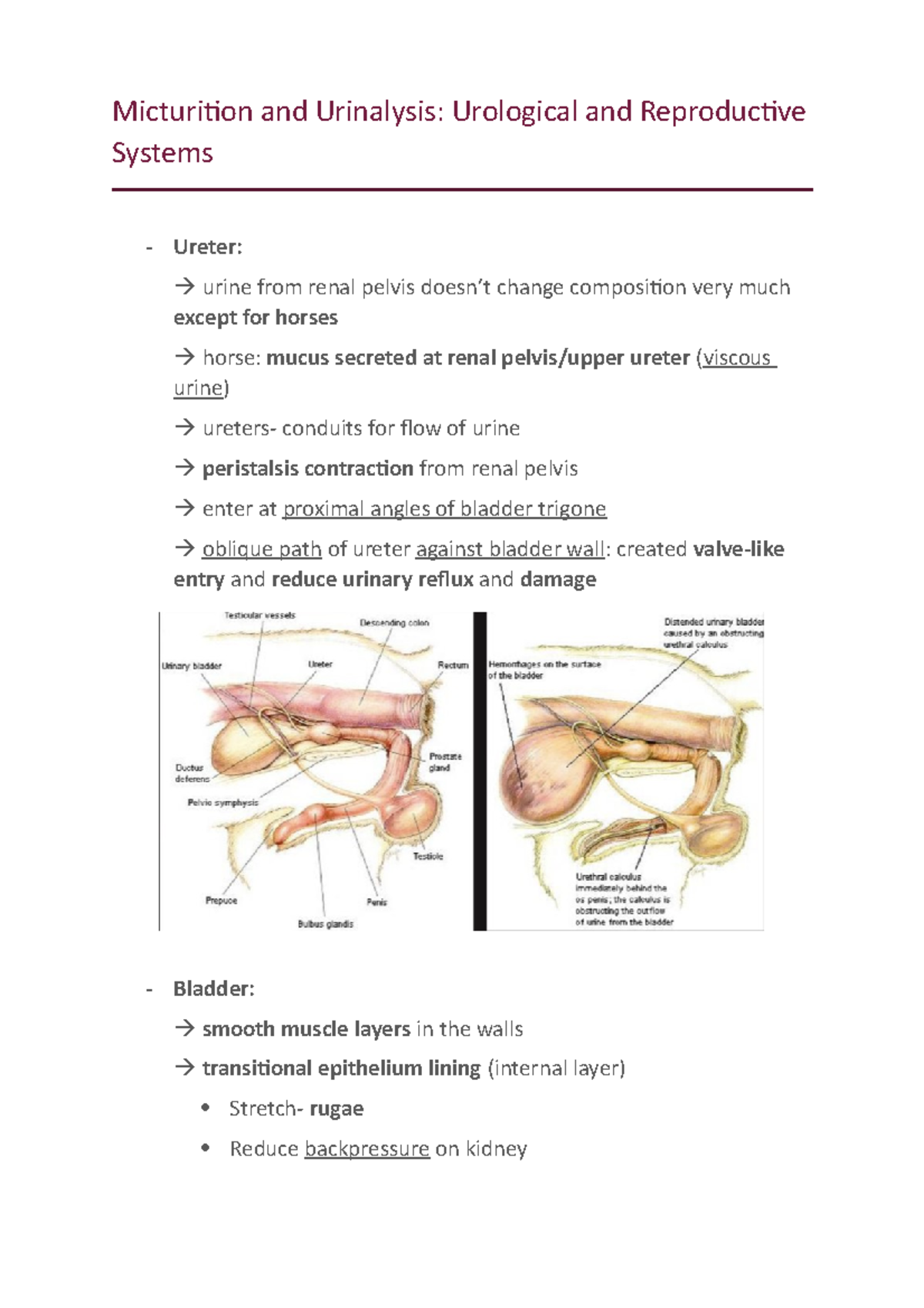 Micturition and Urinalysis URS - Micturition and Urinalysis: Urological ...