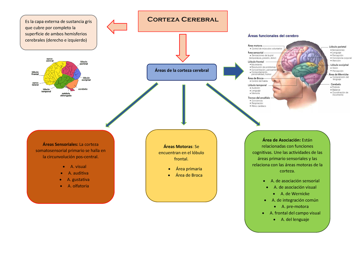 Areas De La Corteza Cerebral - Corteza Cerebral Áreas De La Corteza ...