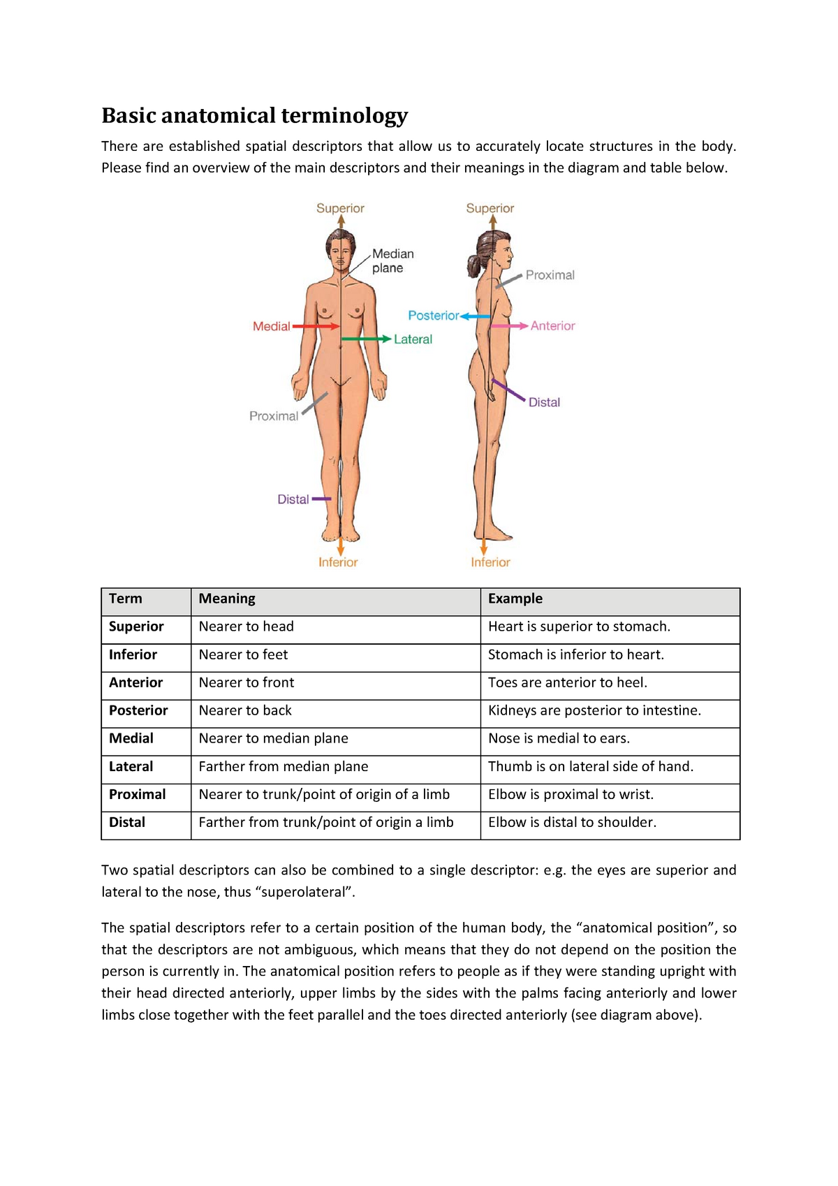 Basic anatomical terms - Basic anatomical terminology There are