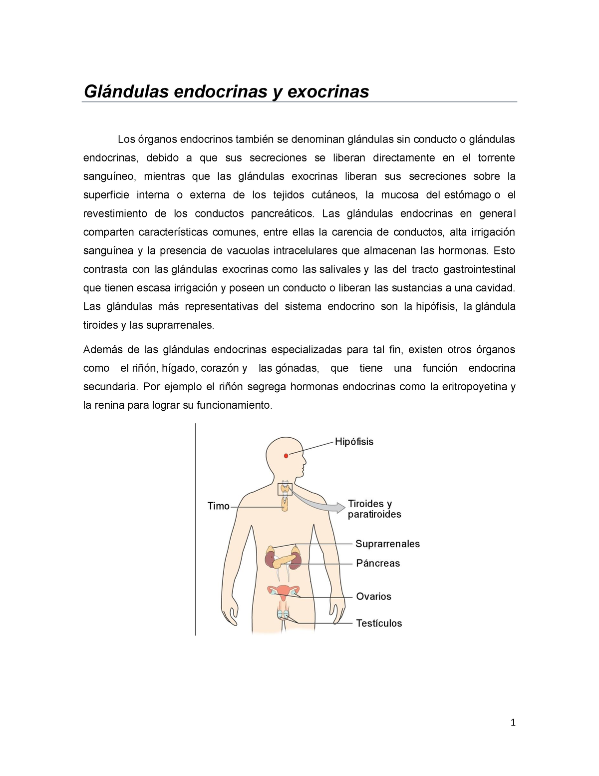 Sistema Endocrino. Glándulas Endocrinas Y Exocrinas. Partes Que La ...