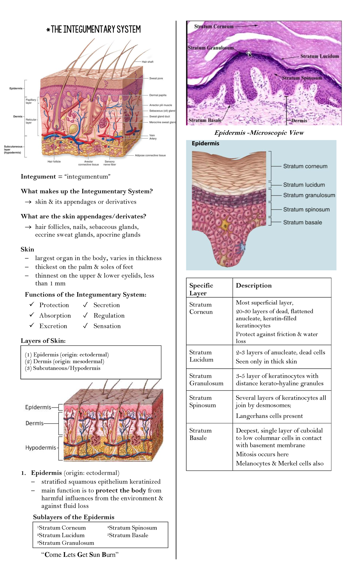 General Histology Reviewer - *The Integumentary System Integument ...