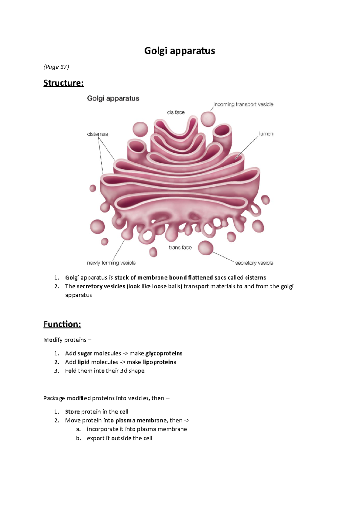 Golgi apparatus and lysosomes - structure overview - Golgi apparatus ...