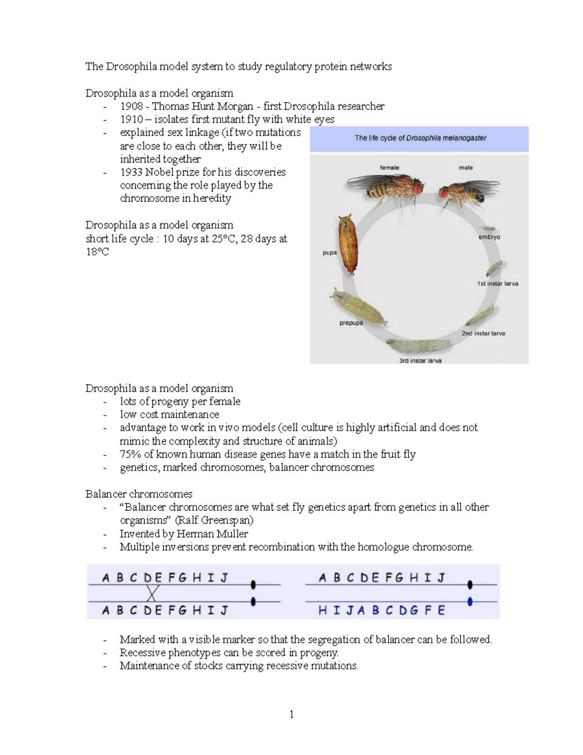 Lecture 12 b30 - The Drosophila model system to study regulatory ...