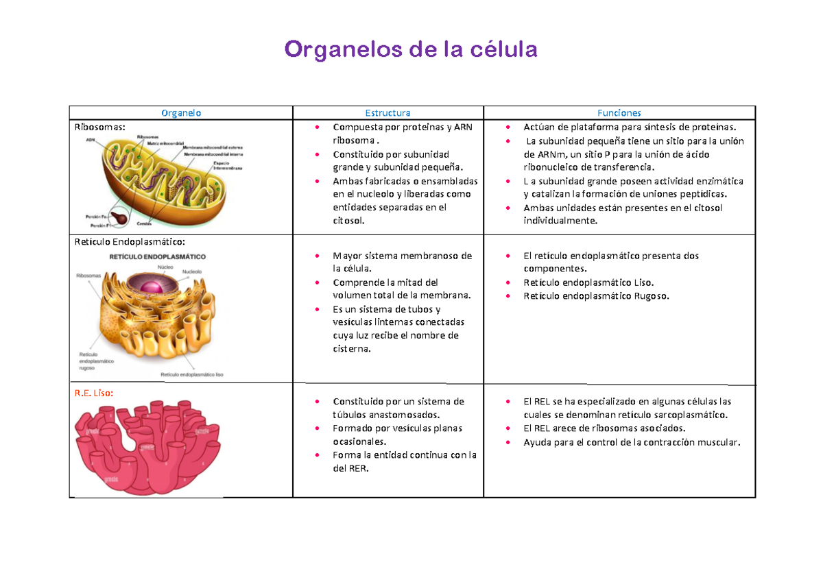 Organelas de la celula - Organelo Estructura Funciones Ribosomas ...