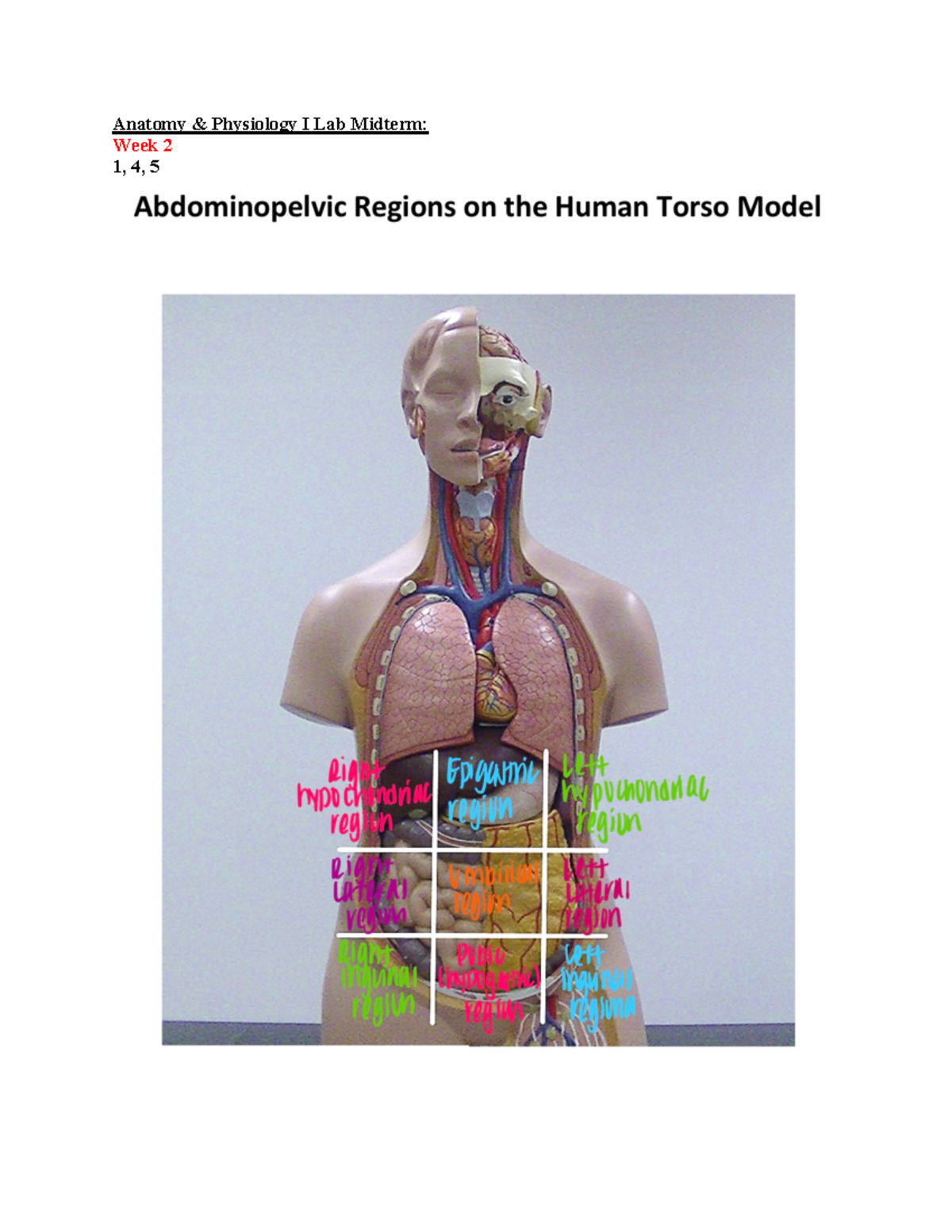 A&P Lab Midterm PDF BIOL2401 Anatomy & Physiology I Lab Midterm