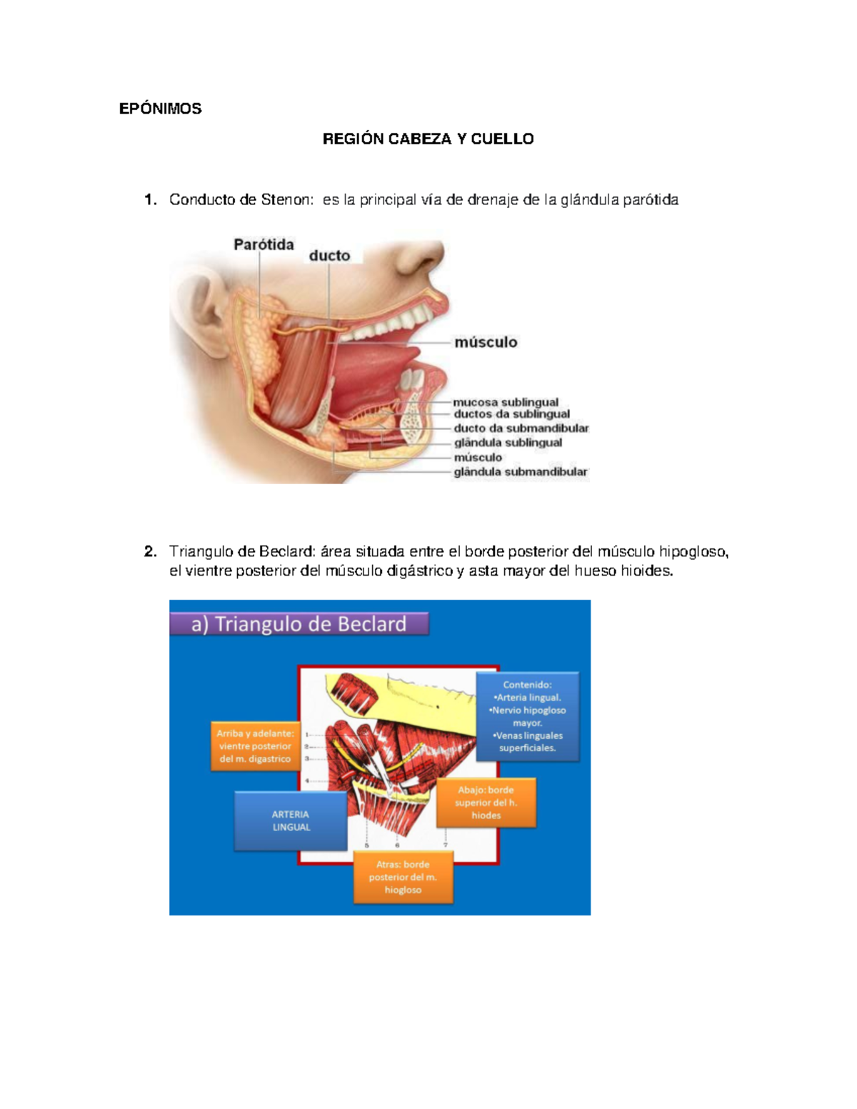 Epónimos - EPÓNIMOS REGIÓN CABEZA Y CUELLO Conducto de Stenon: es la ...
