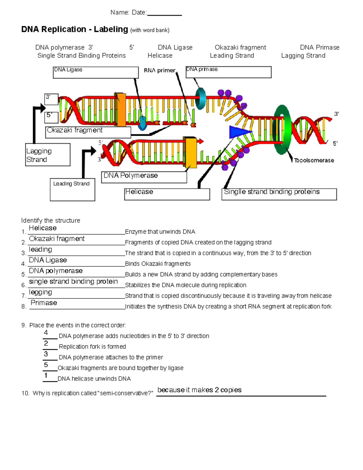 41 Worksheet Structure Of Dna And Replication Worksheet Master