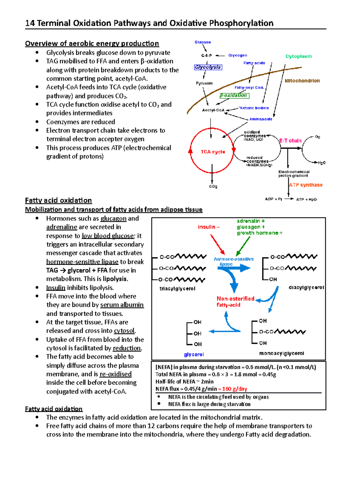 14 Terminal Oxidation Pathways and Oxidative Phosphorylation [NEFA