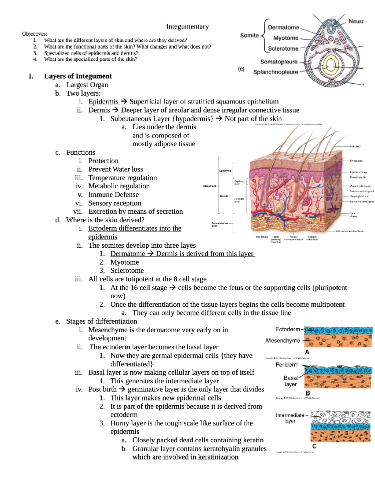 Integumentary system - chapter - BIOL 2133 - Studocu