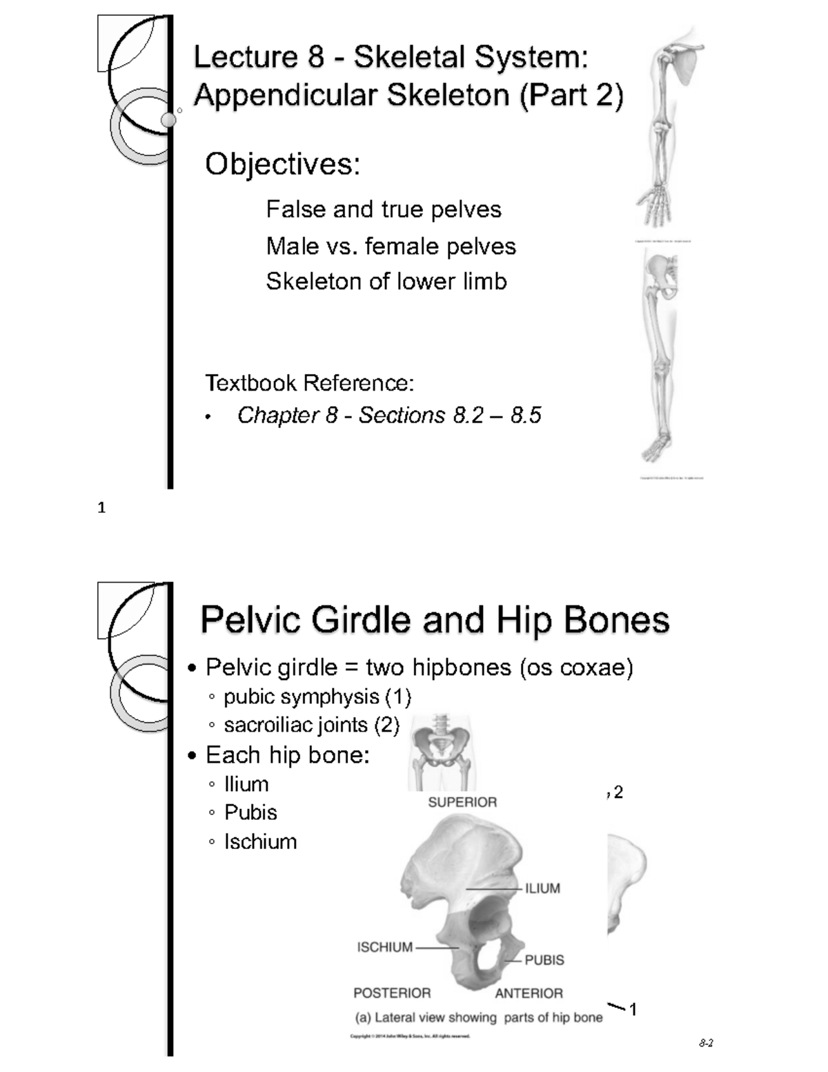 Lec 7 Appendicular Skeleton Notes - Lecture 8 - Skeletal System ...