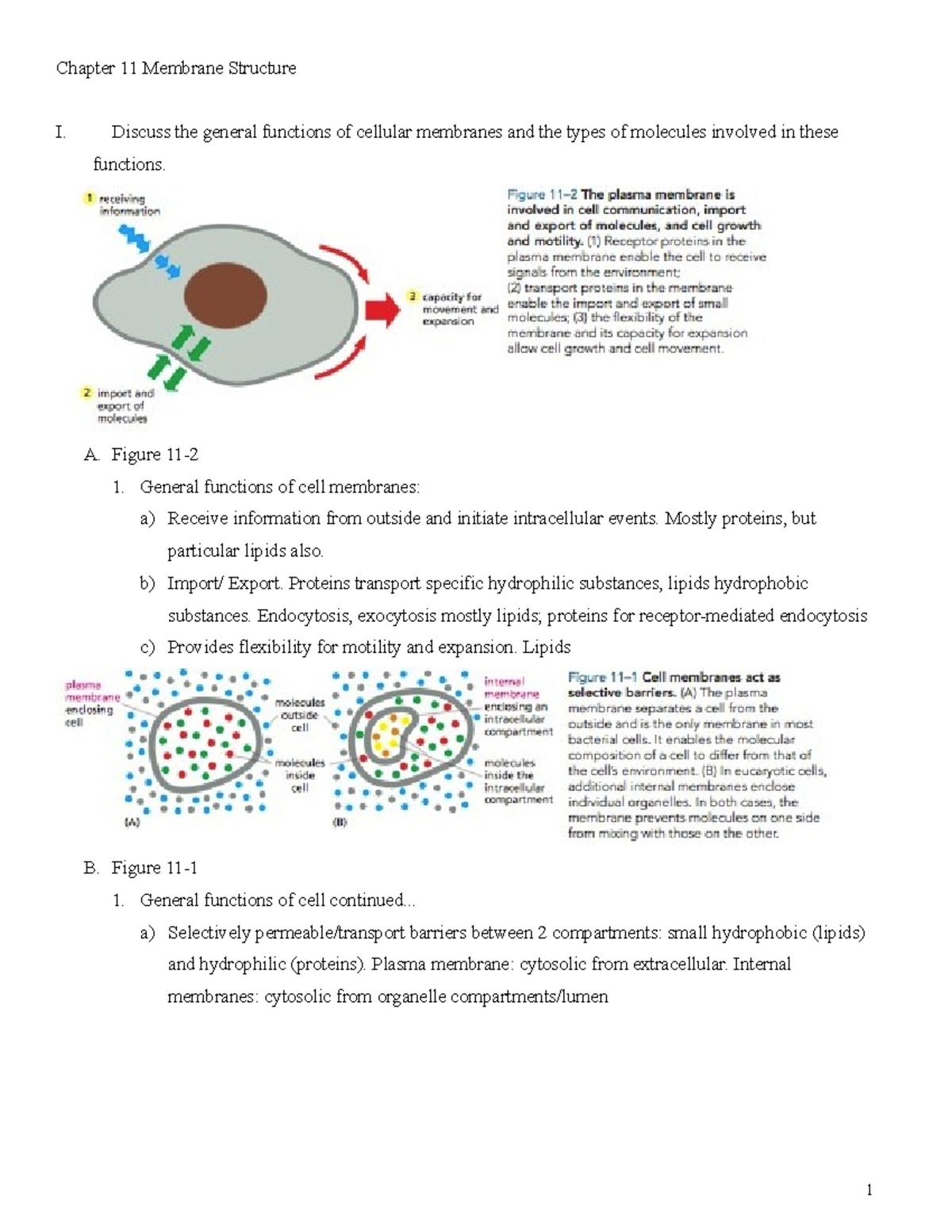 Chapter 11 Word - Dr. Patricia Mire - Chapter 11 Membrane Structure I ...