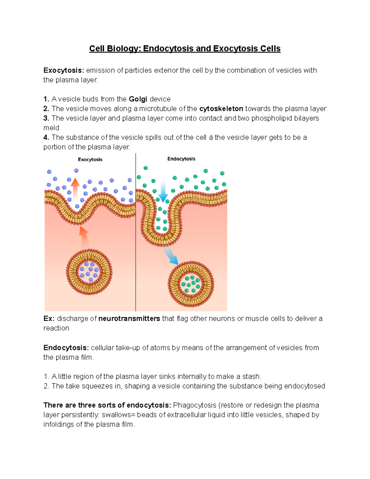 Cell Biology Endocytosis and Exocytosis Cells - Cell Biology ...