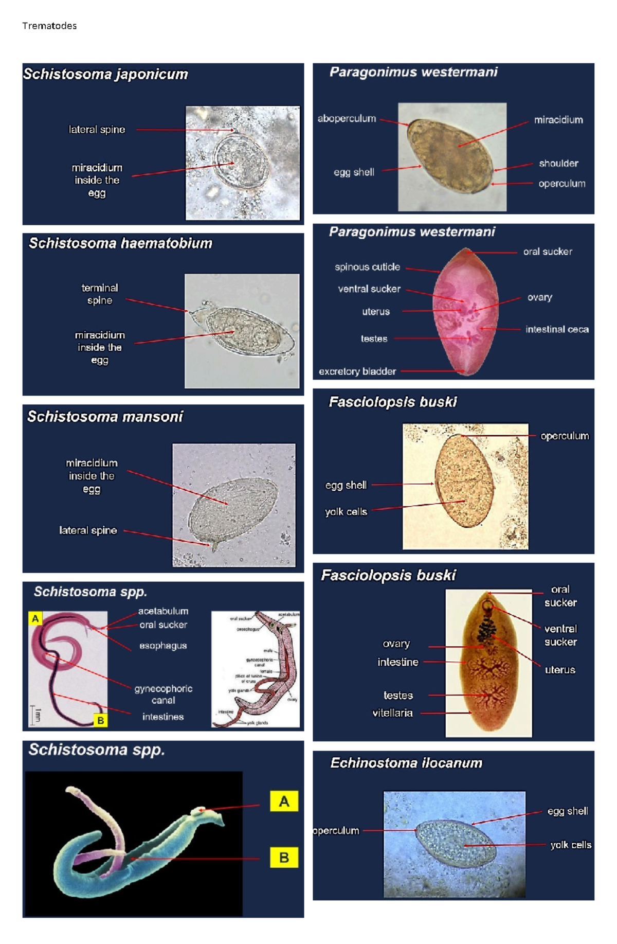 Trematodes-Labeled - Trematodes-labeled practice for practical exam ...