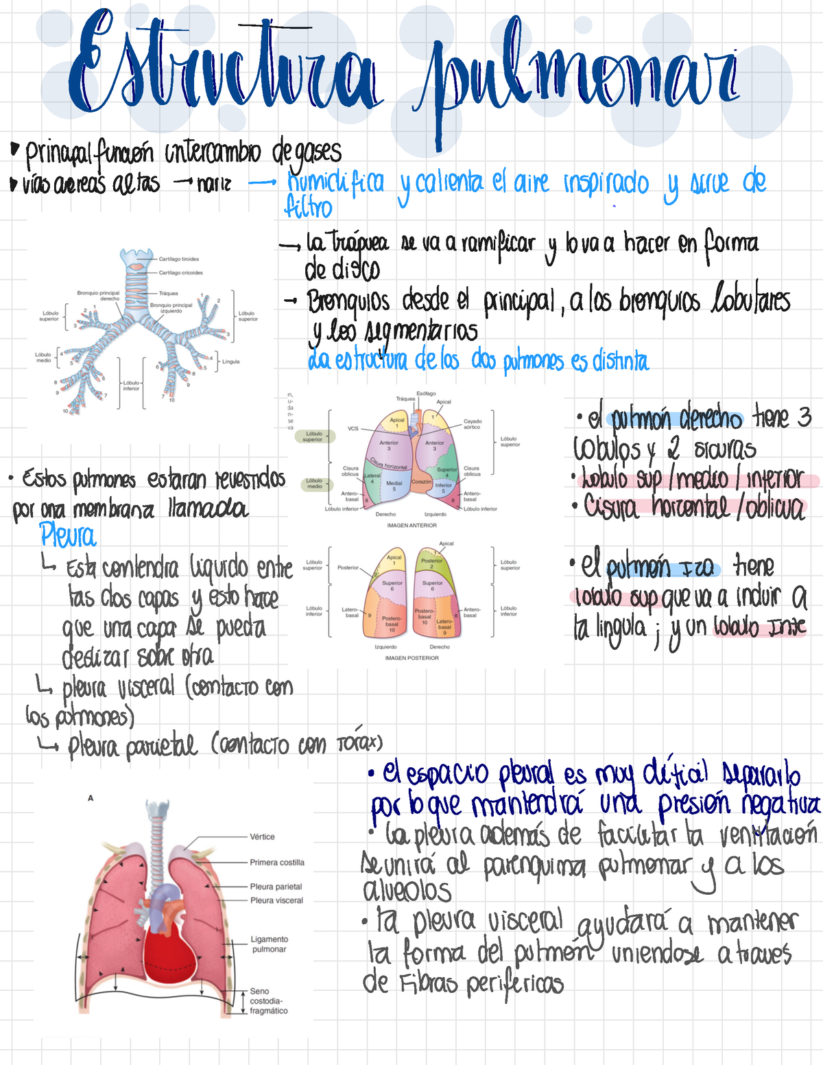 Estructura Pulmonar - Clase De Respiratorio - Fisiología - Usach - Studocu