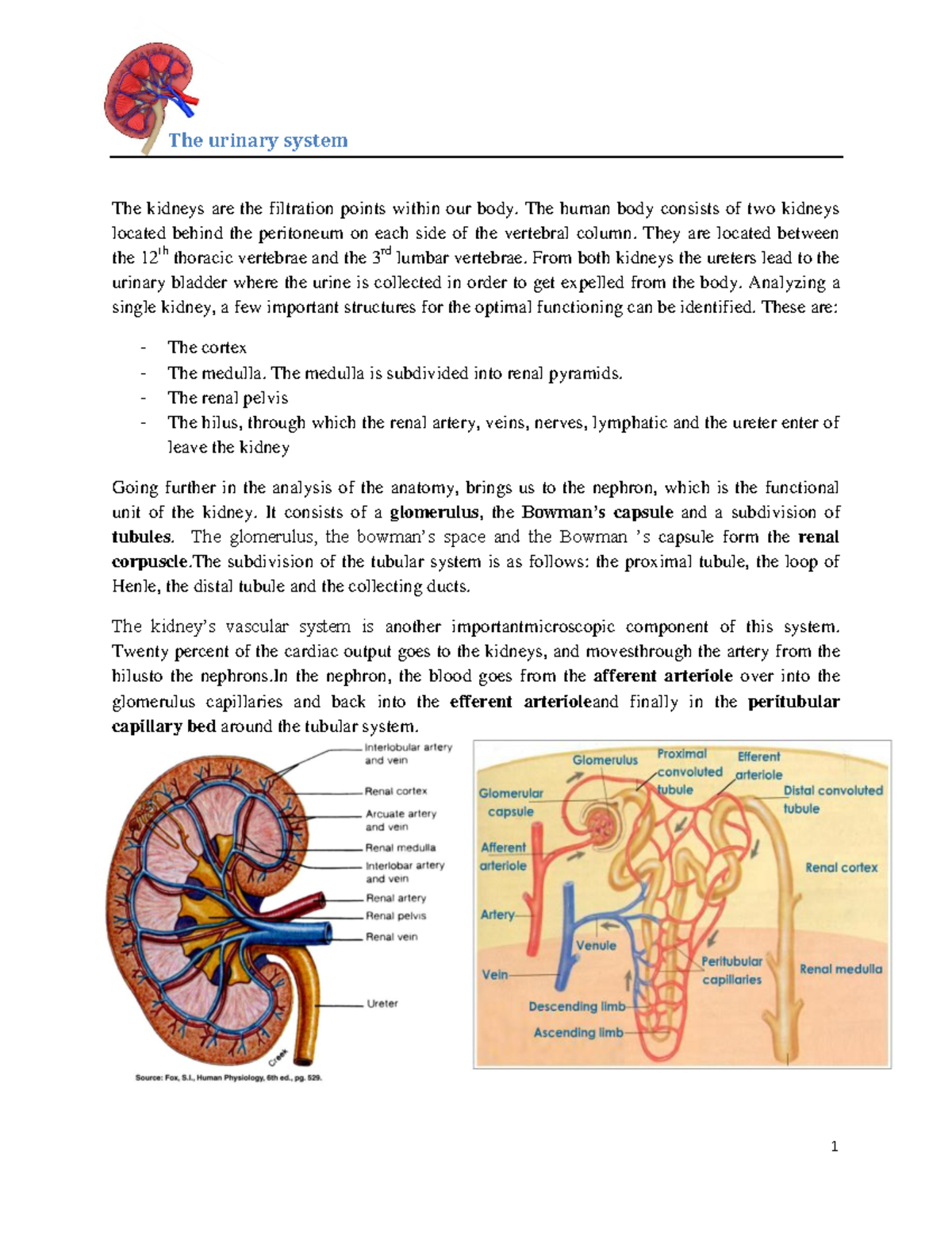 The urinary system The urinary system The kidneys are the filtration