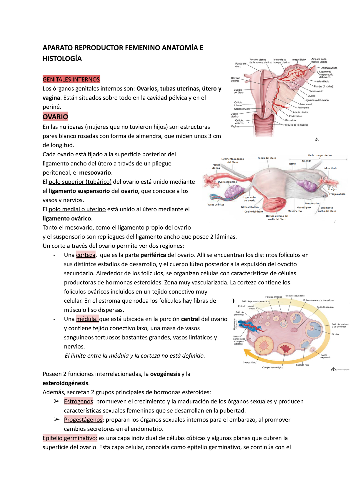 Aparato Reproductor Femenino Anatomía E Histología Aparato Reproductor Femenino AnatomÍa E