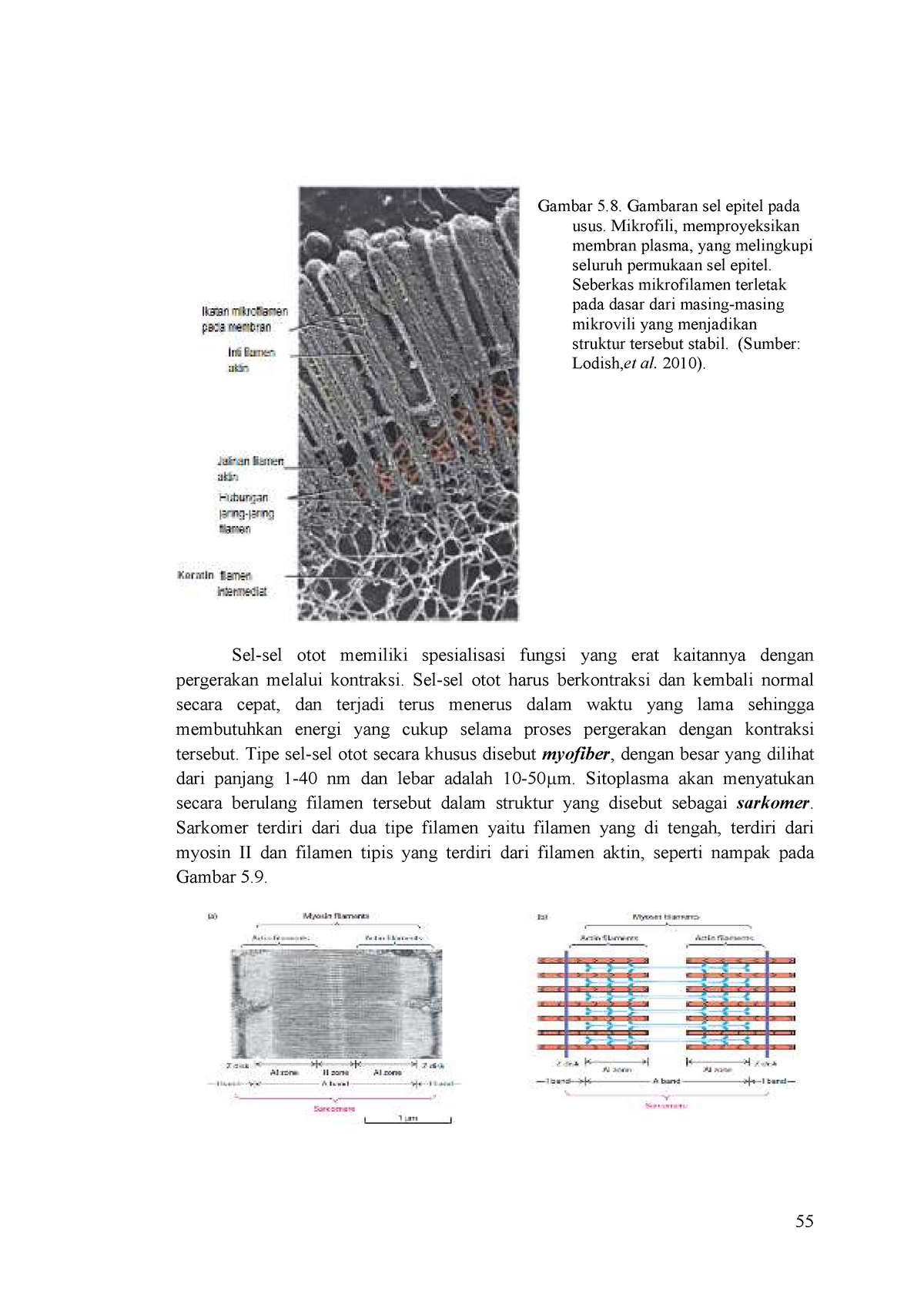 2 Biologi 55 Gambar 5 Gambaran Sel Epitel Pada Usus Mikrofili