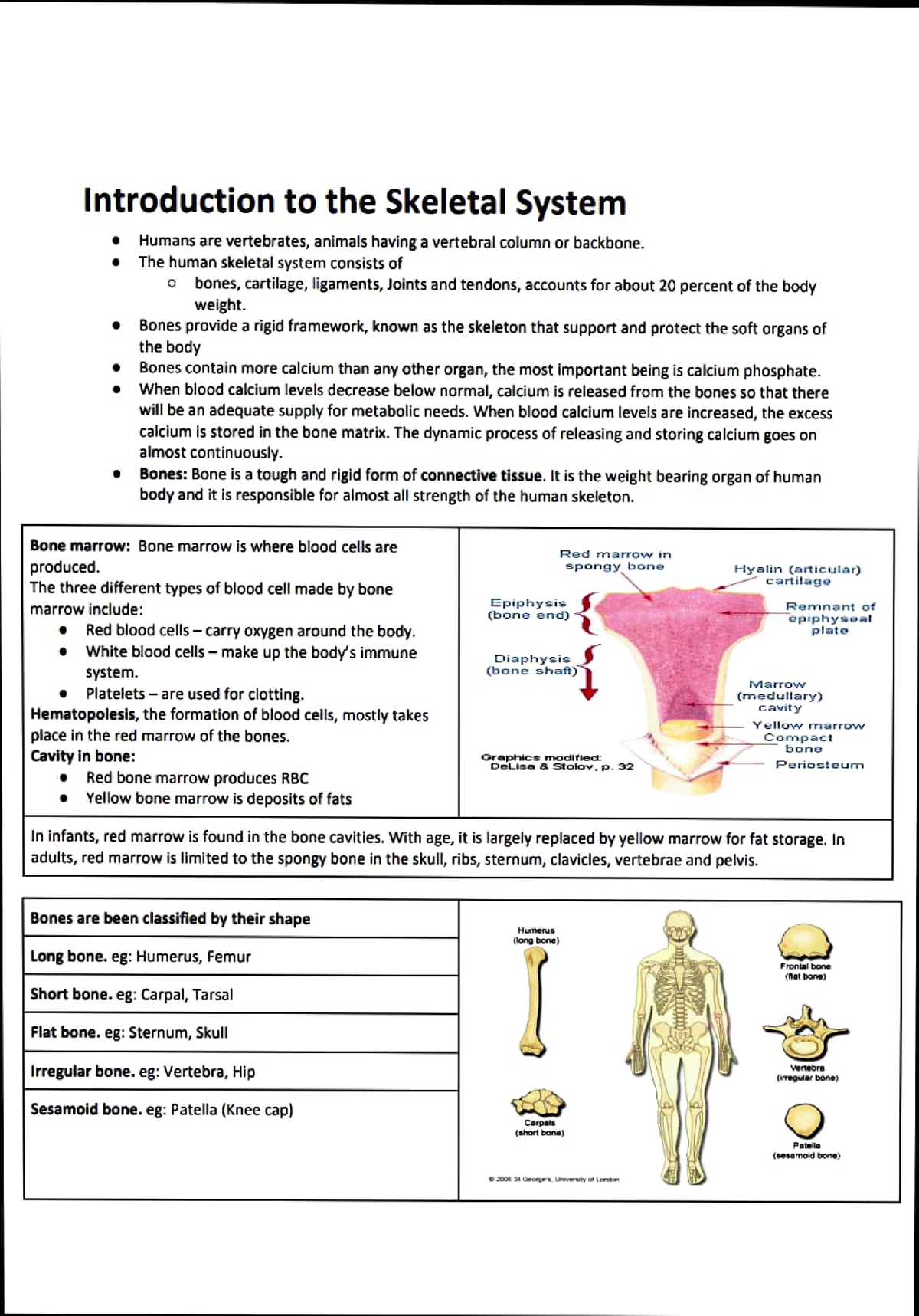 skeletal system essay introduction