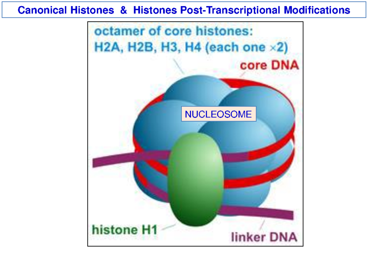 Tema 4. Nucleosome Histones PMT Histone Variants (v0) - NUCLEOSOME ...