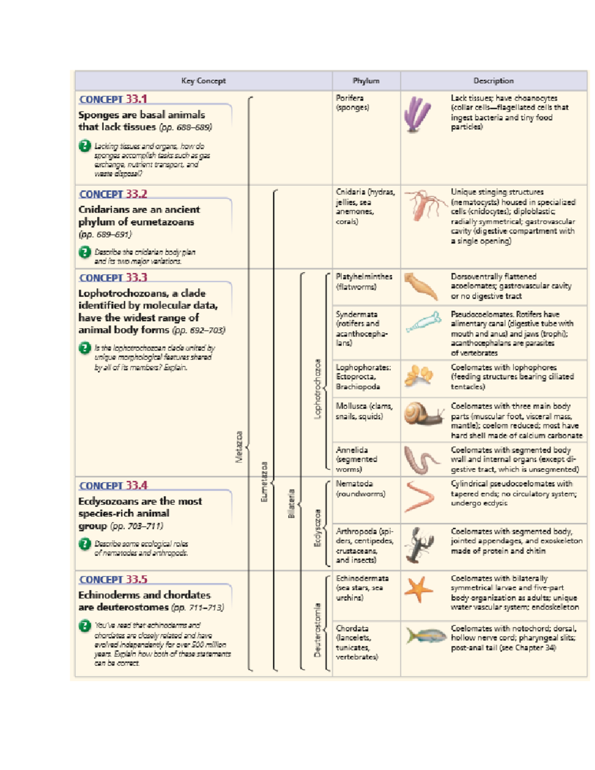 Animals Key Concept CONCEPT 33 Sponges are basal animals that lack tissues (op. Goohing tisves