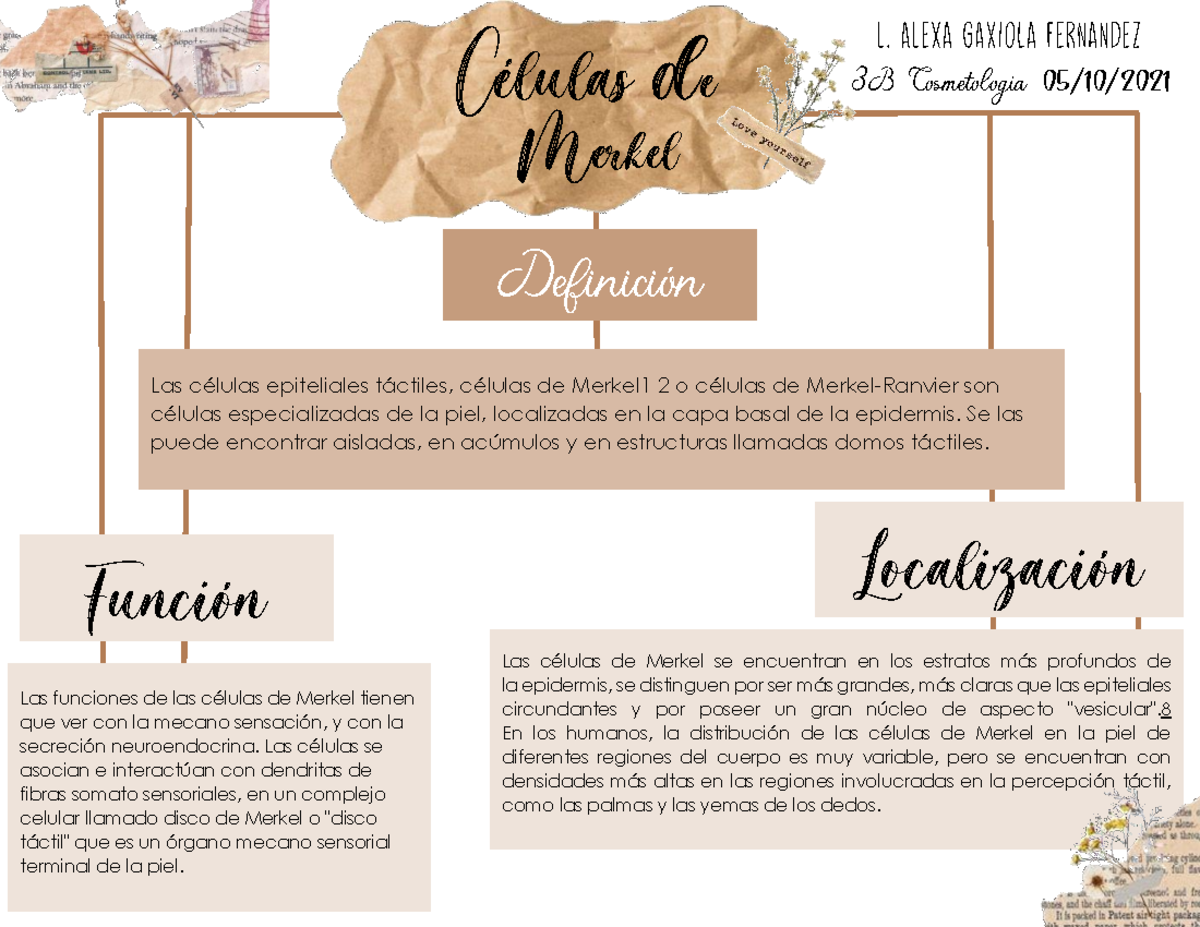 Celulas Merkel Alex G Fdez Células de Definición Las células