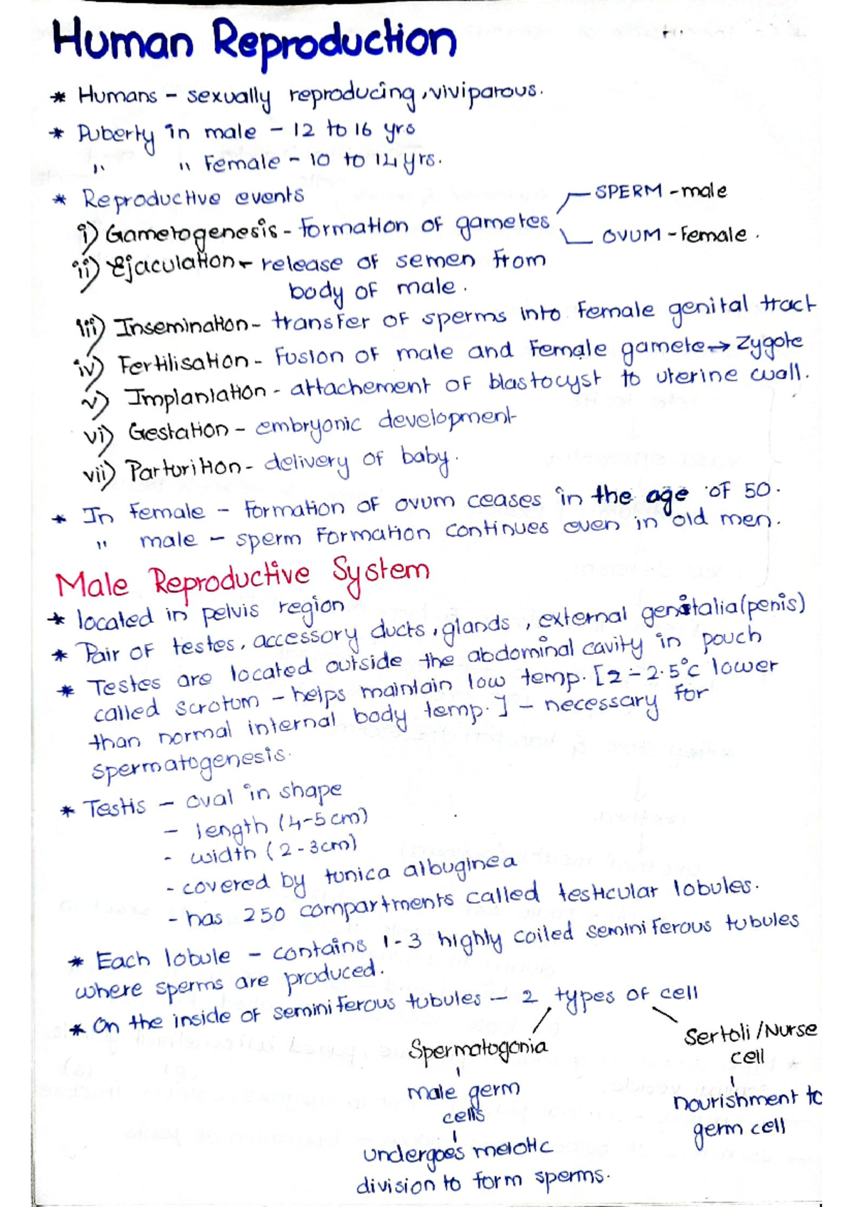 Human Reproduction notes - Human Reproduction Humans sexually ...