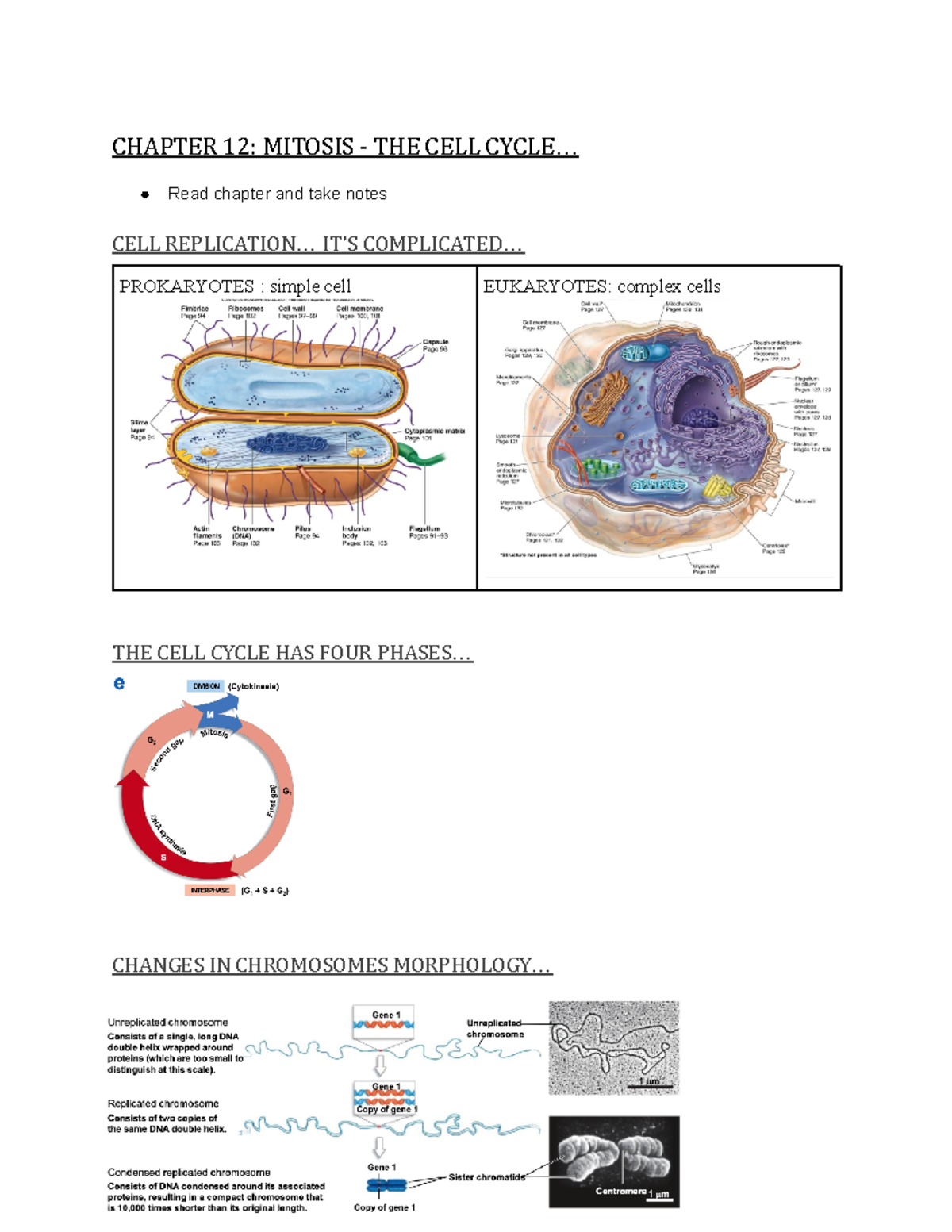 Chapter 12 Notes - CHAPTER 12: MITOSIS - THE CELL CYCLE... Read Chapter ...