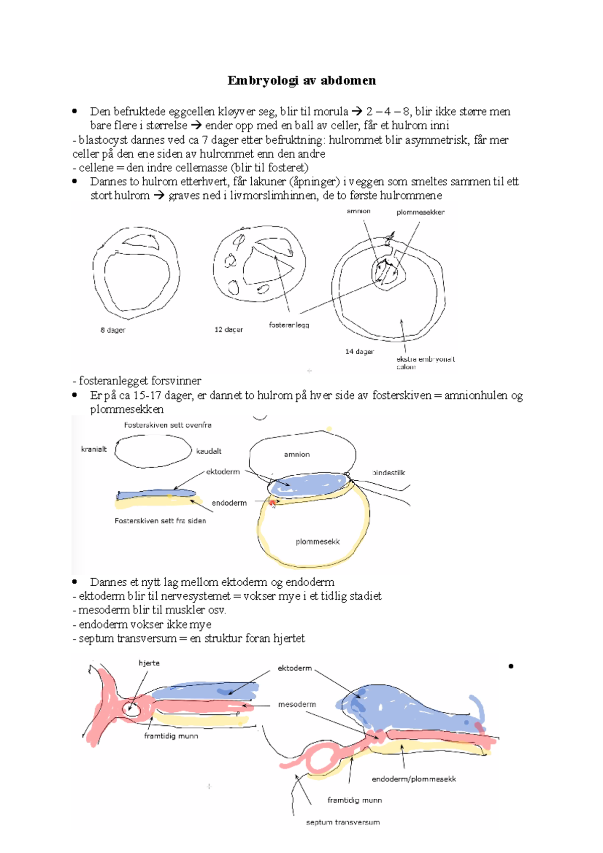 Embryologi av abdomen - fra forelesning i anatomi - Embryologi av ...