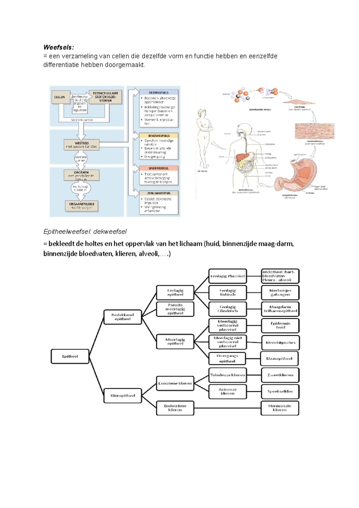 1.1 HC 6 histologie - Hoorcollege - Weefsels: = een verzameling van ...