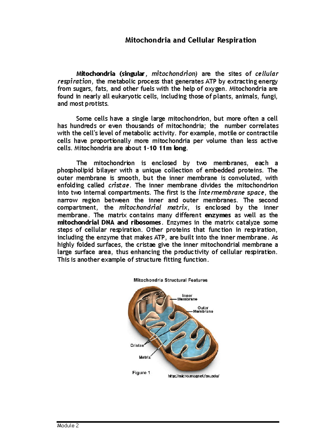 Mitochondria and Cellular Respiration - Module 2 Mitochondria and ...