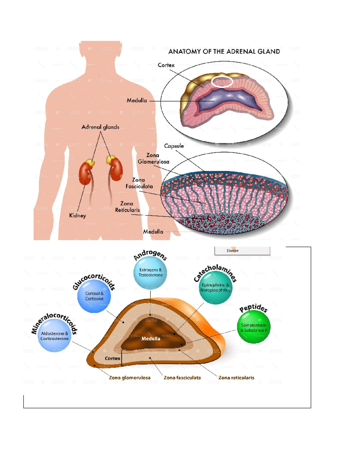 Adrenal glands - Summary Bsc.nursing - The two major hormones ...
