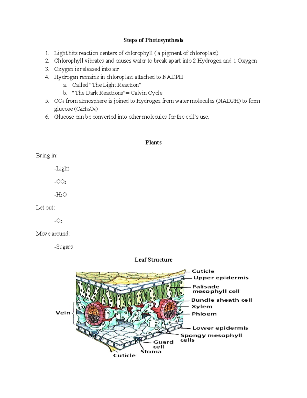 Study Guide Photosynthesis 2 - Steps of Photosynthesis Light hits ...