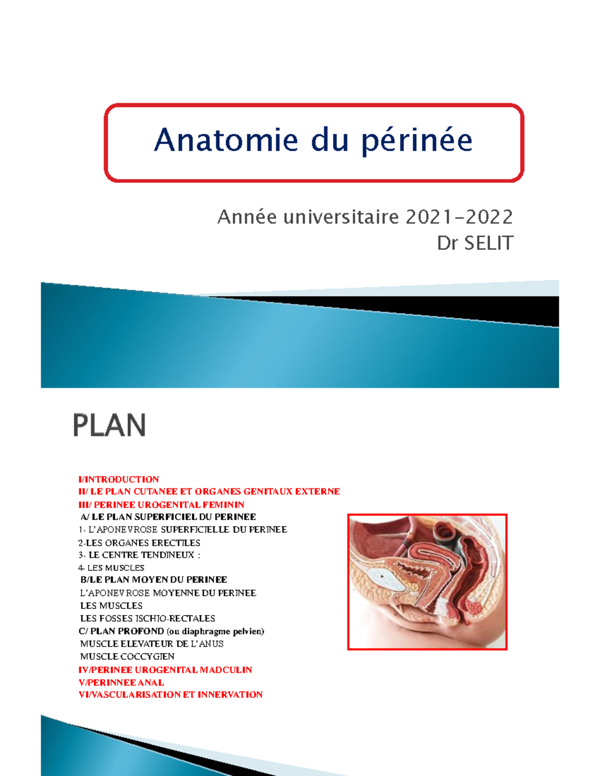 Anatomie du périnée Année universitaire 2021 Dr SELIT Anatomie du périnée I/INTRODUCTION II