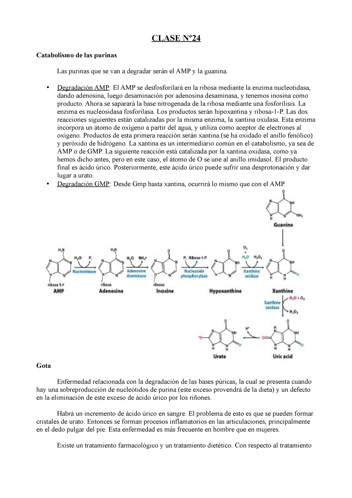 Clase 24 Bioquimica 06 Upo Clase Catabolismo De Las Purinas Las Purinas Que Se Van Degradar Ser El Amp La Guanina Degradaci Amp El Amp Se Studocu