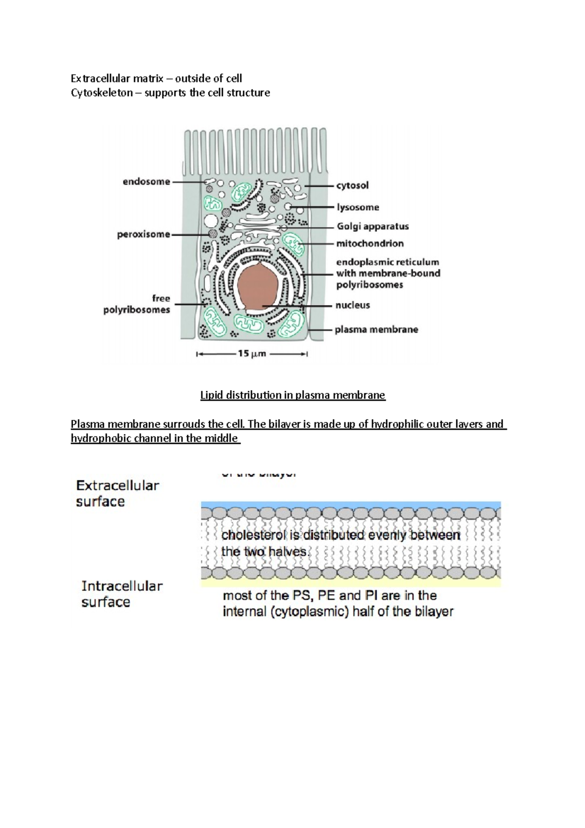 Cell biology - Extracellular matrix – outside of cell Cytoskeleton ...