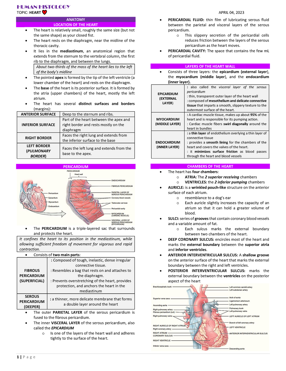 Histology - Heart - summary - HUMAN HISTOLOGY TOPIC: HEART APRIL 04 ...