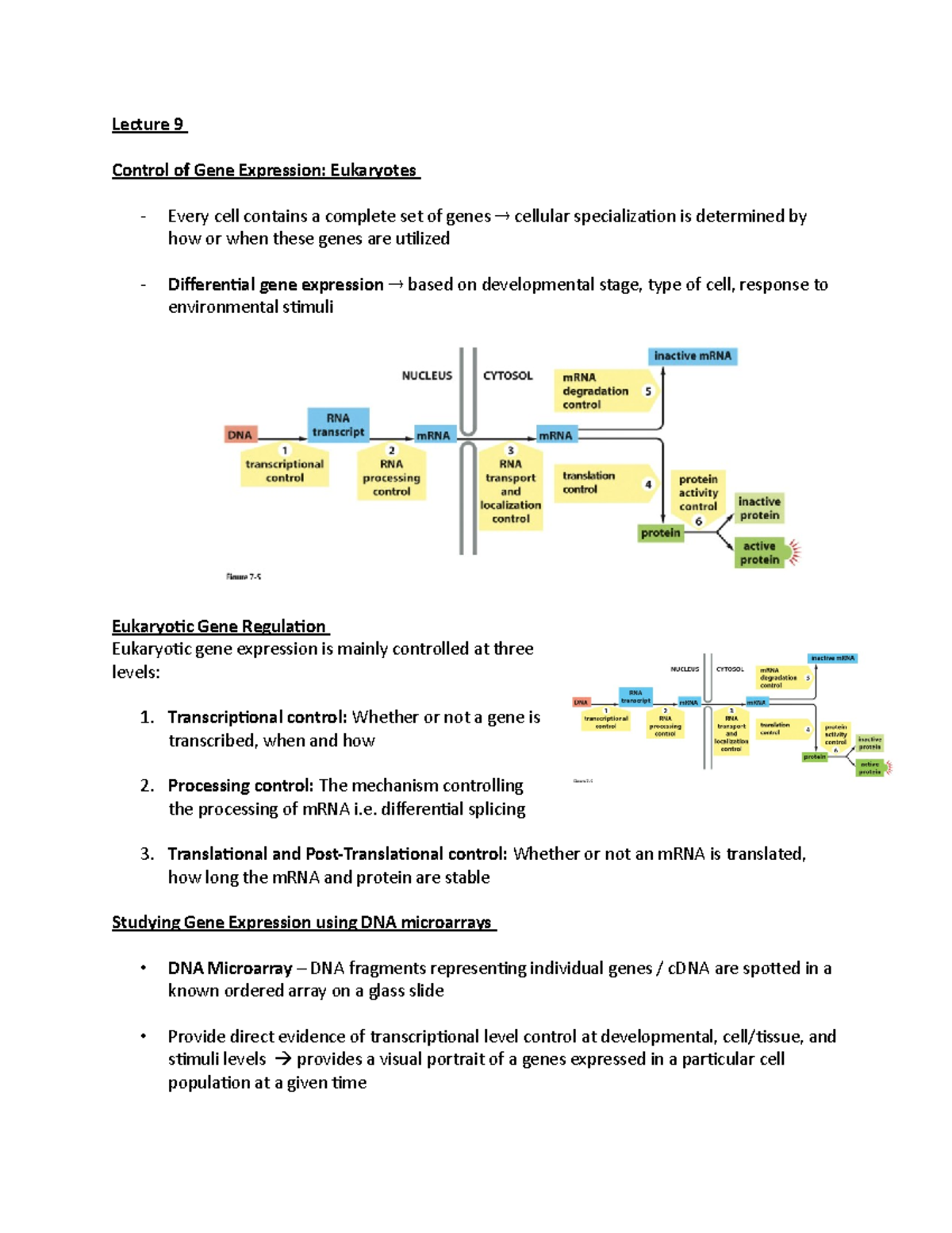 Lecture 9 Notes - Lecture 9 Control of Gene Expression: Eukaryotes ...
