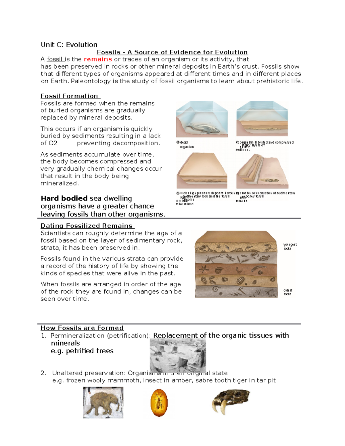 Fossils and evolution Unit C Evolution Fossils A Source of