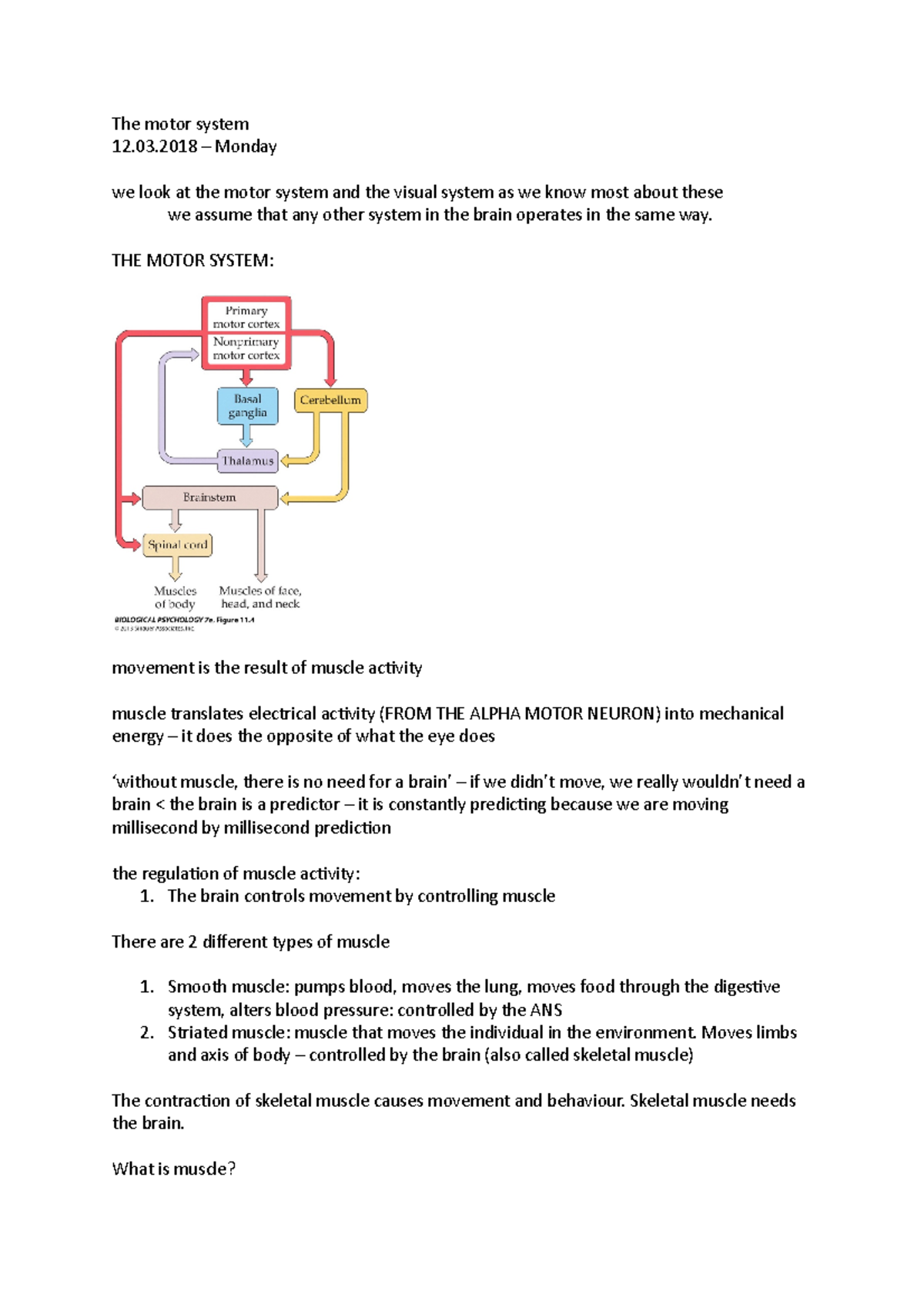 The motor system - 03 – Monday we look at the motor system and the ...