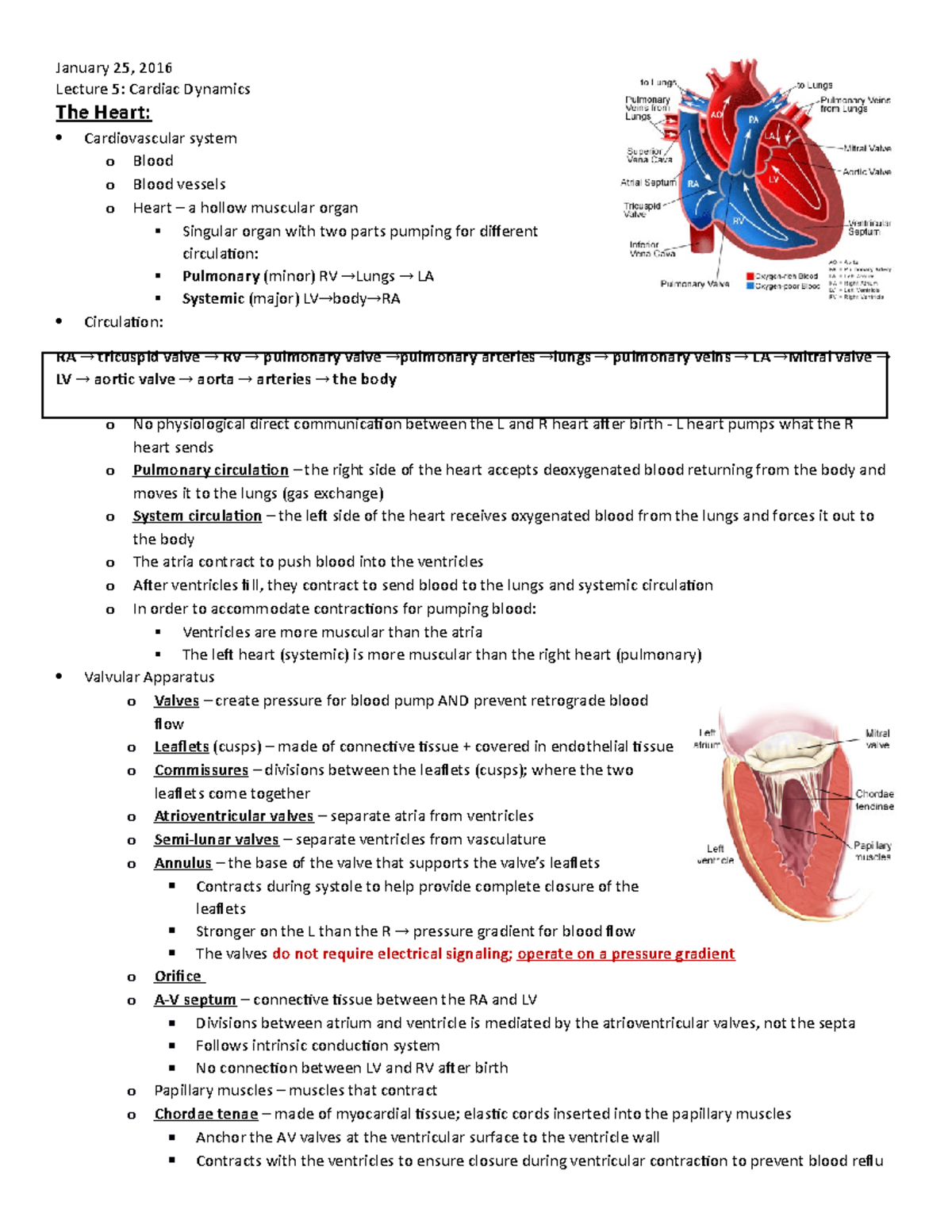 Physio 5 - Lecture 5: Cardiac Dynamics The Heart: Cardiovascular system ...