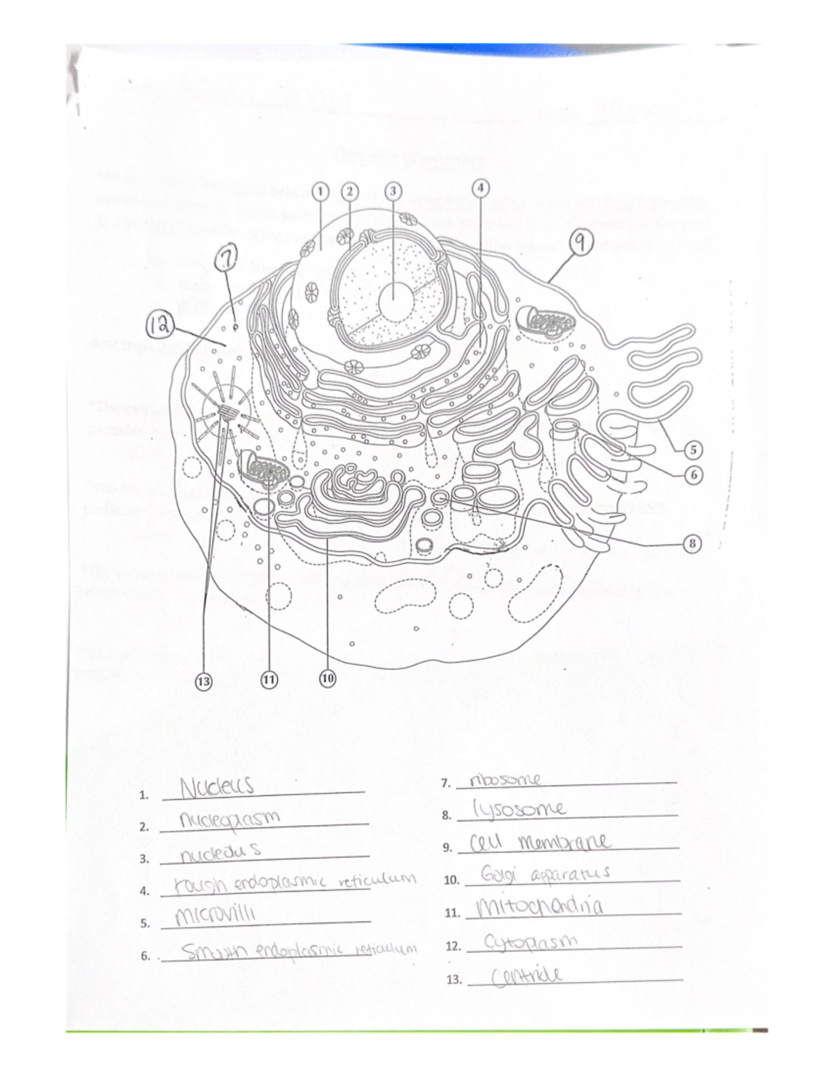 Scanned documents 13 1 2 3 4 i 9 7 12 go 000 00 po o 5 6 8 13 11 10