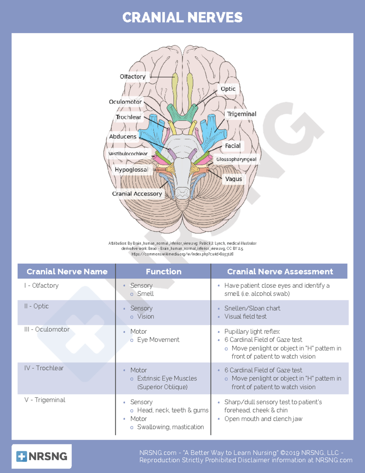 Cs-neuro-016-cranial nerves - NR224 - Chamberlain University - Studocu