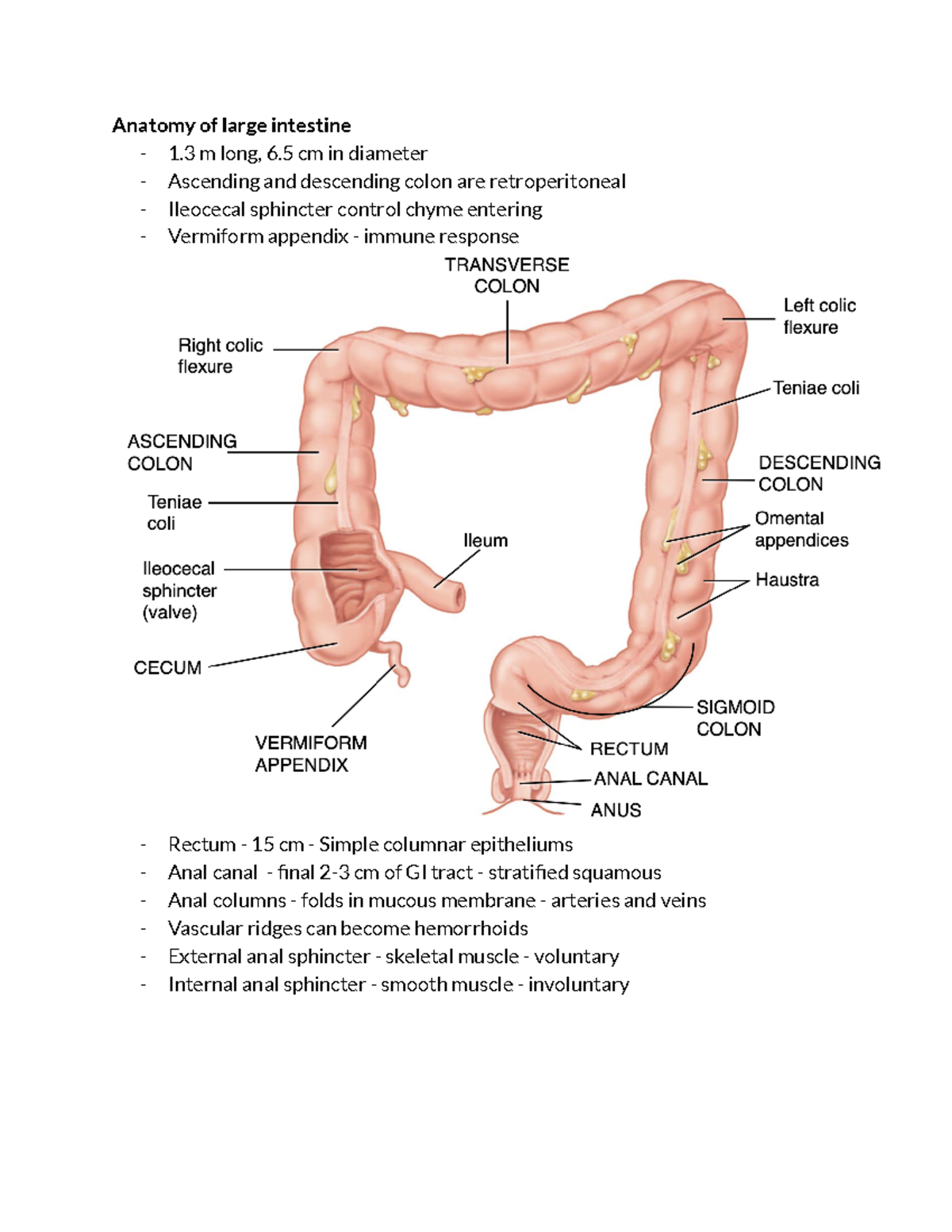 Winter test 7 - test 7 notes - Anatomy of large intestine - 1 m long, 6 ...